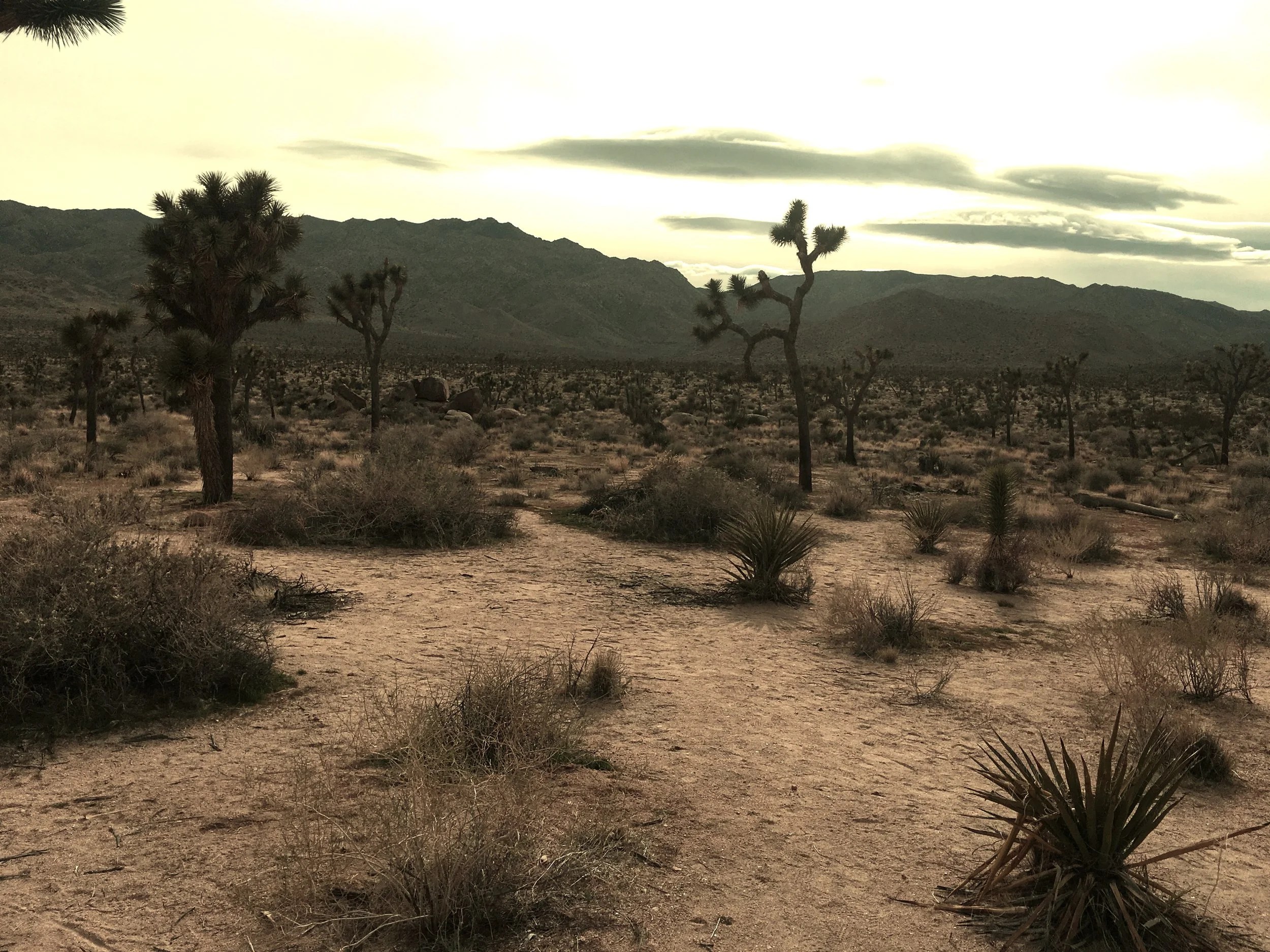  Joshua Tree, March 1, 2019&nbsp; 