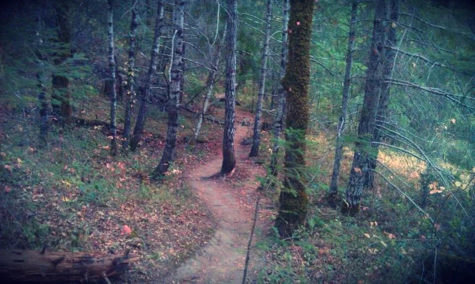 Long and meandering path through the redwoods punctuated seasonally with ferns, tiny wild roses, trillium ovatum, usnea and lots of lichens.