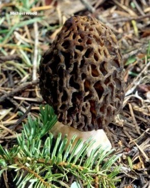 morel_west_coast_02.jpg