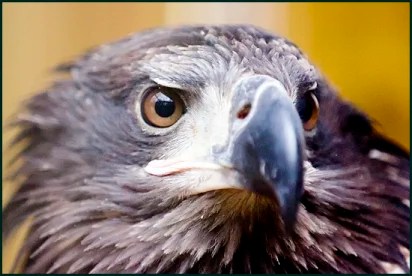 Eagle Law 0597 MT.jpg