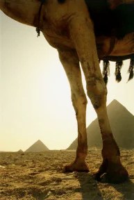 CamelGiza.jpg