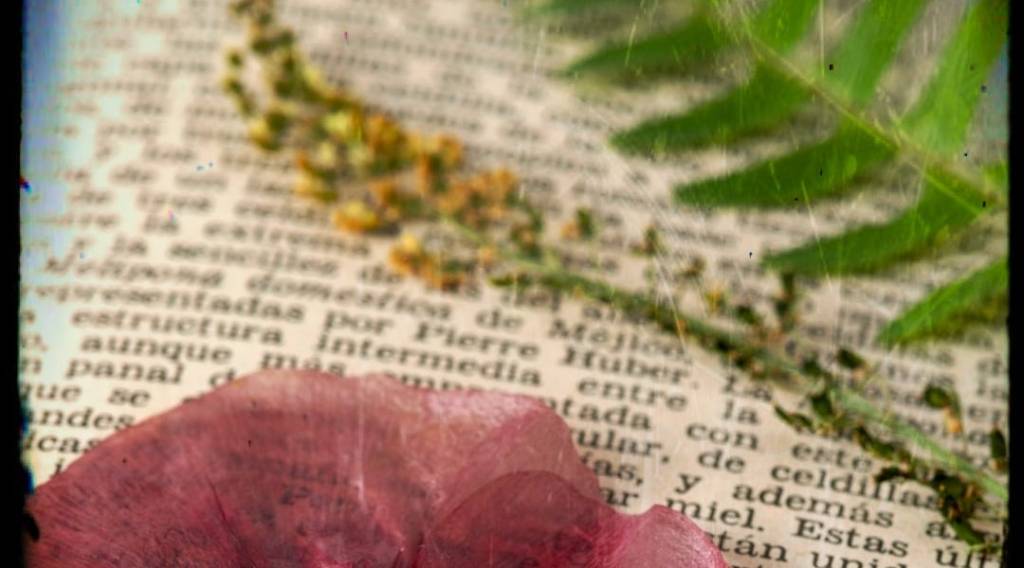 Before Bullets, After&nbsp;Seeds