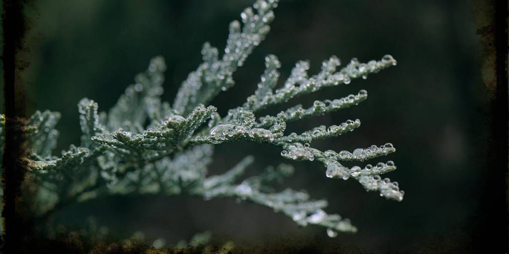 November Tanka /&nbsp;2