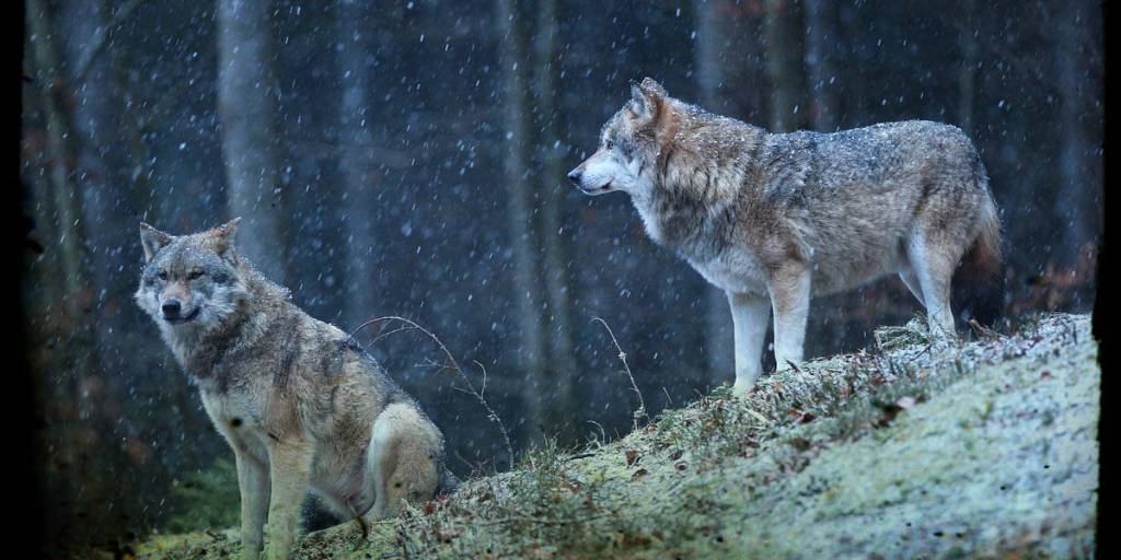 Across the Basin,&nbsp;Wolves