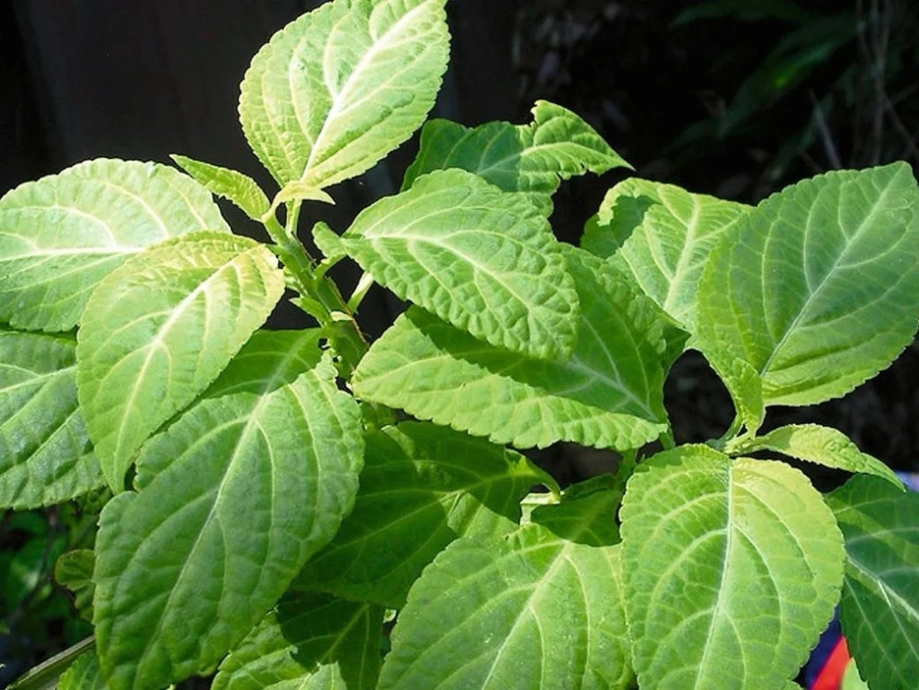 She of the Shepherdess: Update&nbsp;II