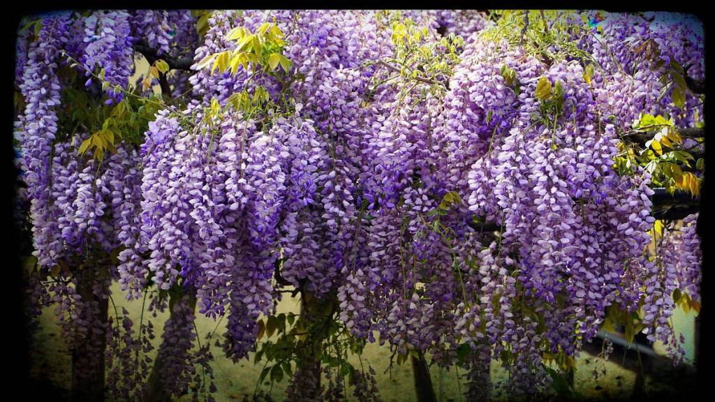 Missed Wisteria